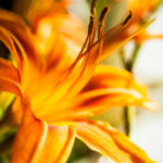 Floral 44