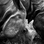Asian Rhino